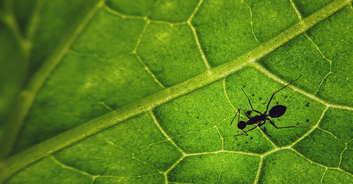 Thinking in Systems: Everything we know is a model
